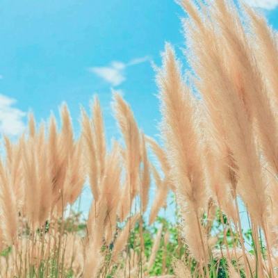 魔法复仇游戏下载